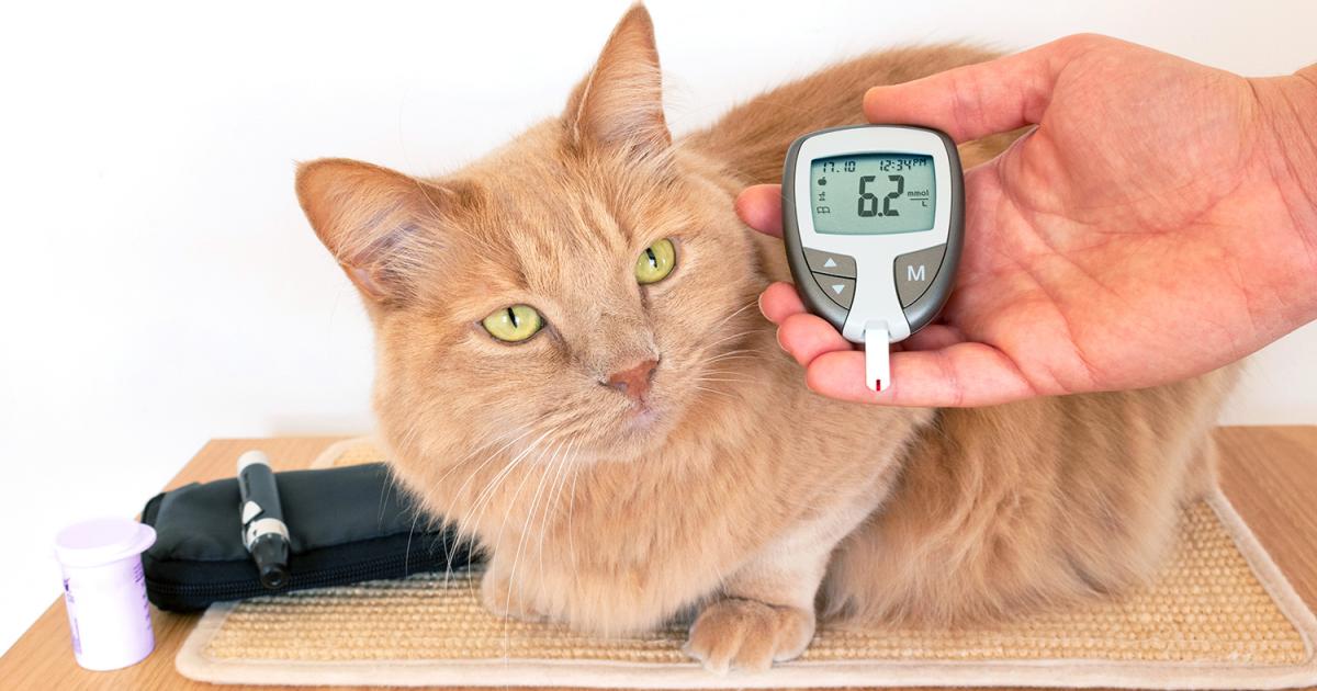 Diabetes Mellitus Bei Katzen: Symptome, Diagnose Und Therapie