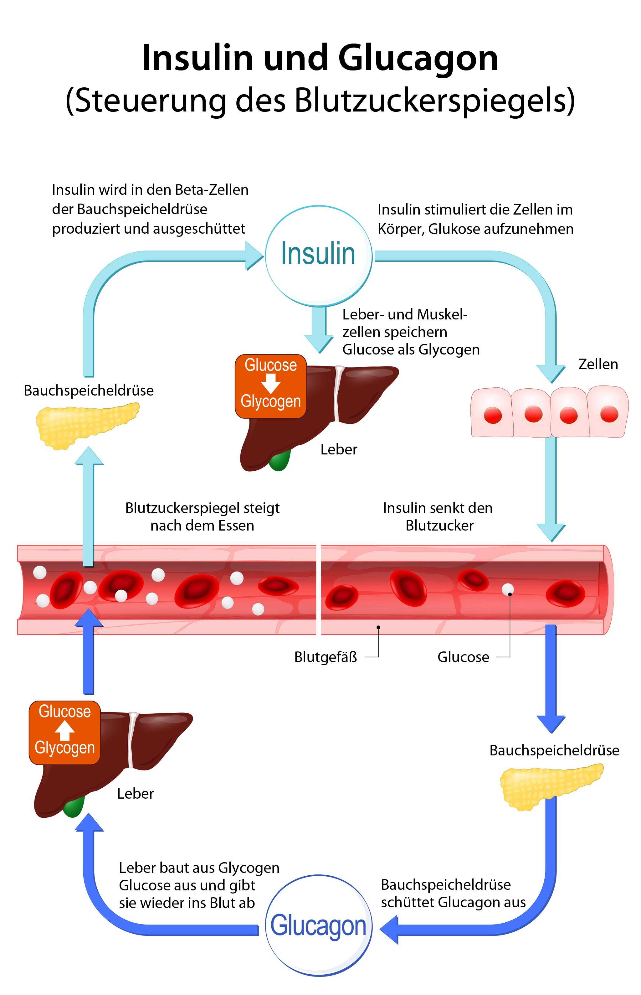 Diabetes Mellitus: Eine Umfassende Betrachtung